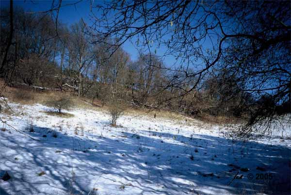 Primelwiese (östlicher Teil) im Winter